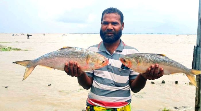 ভোলার মেঘনায় জেলেদের জালে দুই রাজা ইলিশ